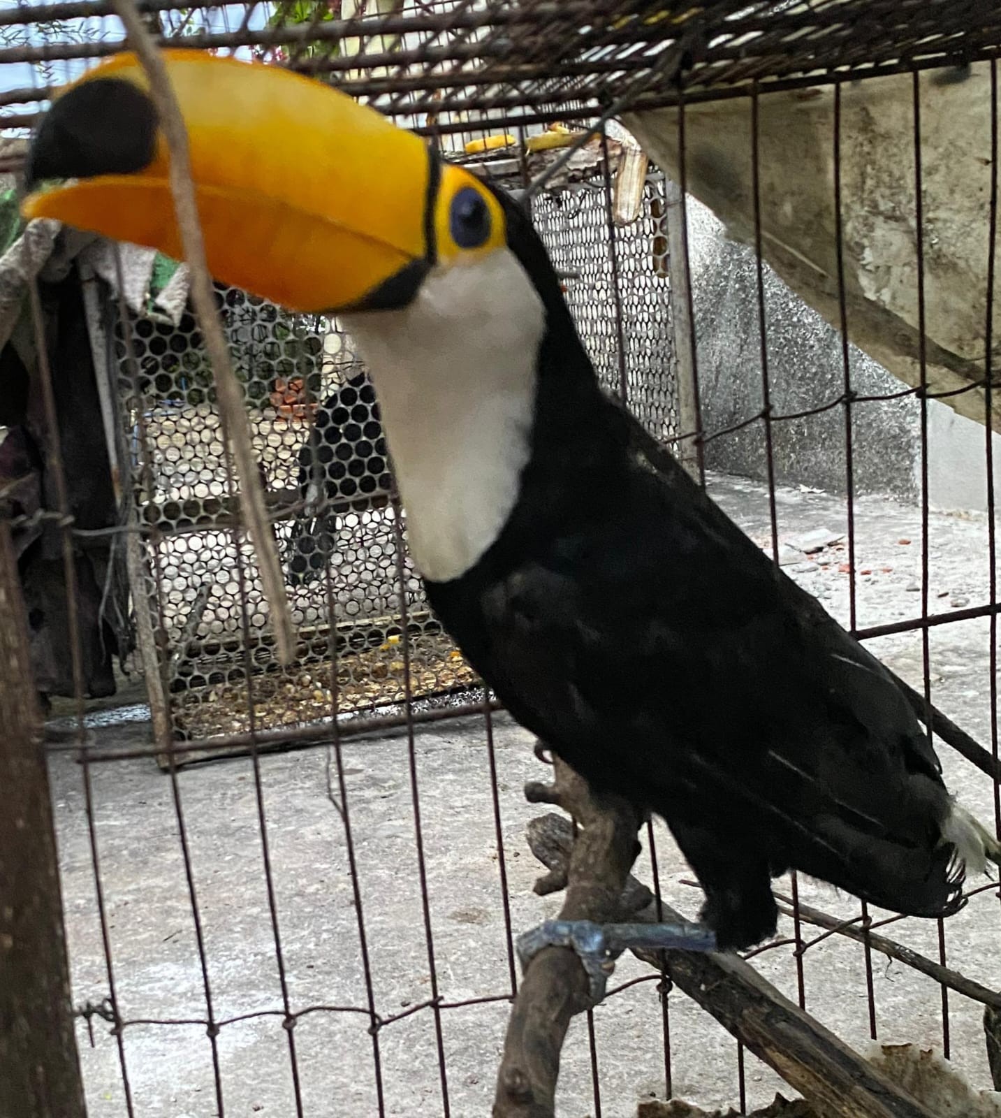 70 animais silvestres são resgatados durante operação em Cocal da Estação, Norte do Piauí