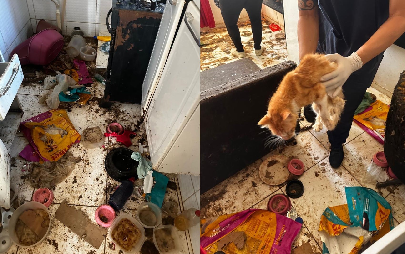 Polícia resgata 12 gatos que viviam sem água e em meio a restos mortais em apartamento em Salvador