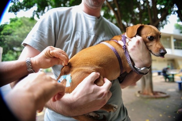 Petrópolis tem vacinação contra raiva animal neste sábado