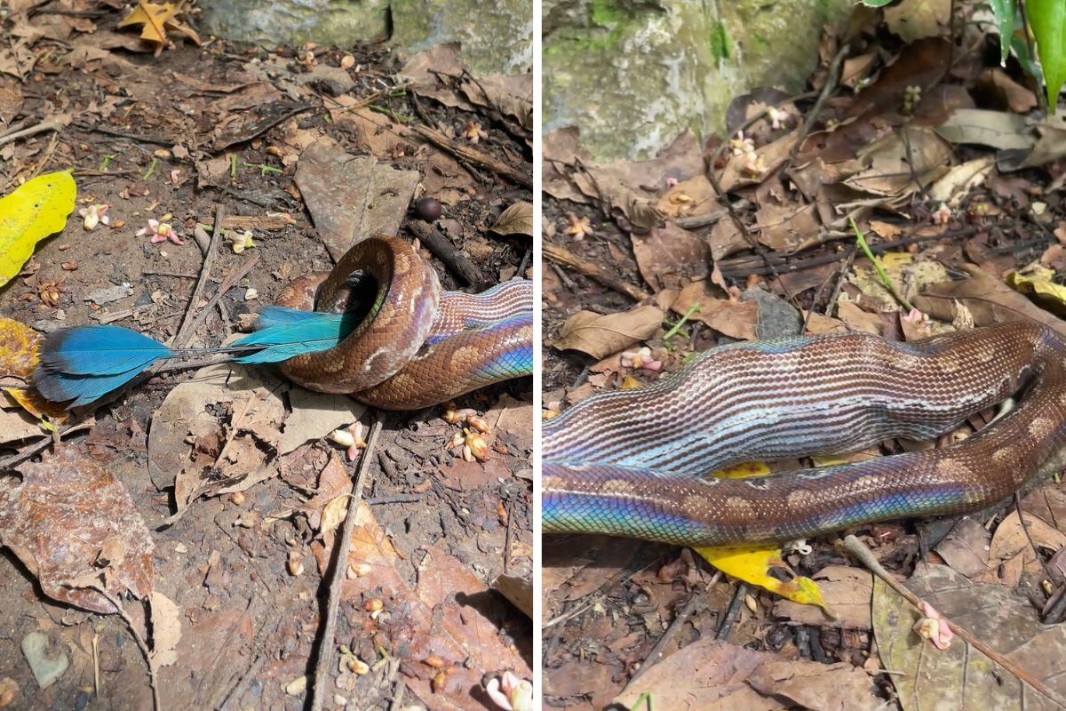 VÍDEO: guia registra momento raro em que jiboia come pássaro em Cânion de MS