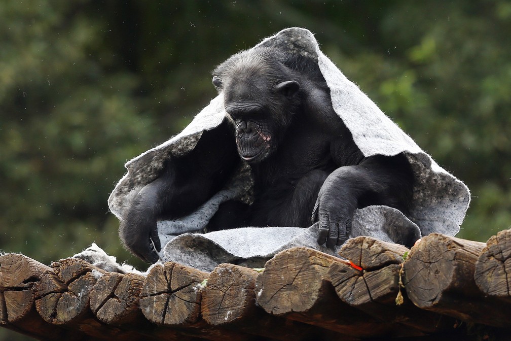 Chimpanzés recebem cobertores para se protegerem do frio no Zoológico de SP — Foto: Hélvio Romero/Estadão Conteúdo