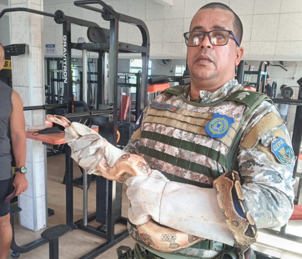 Cobra foi encontrada dentro de academia — Foto: Guarda Civil Municipal de Salvador
