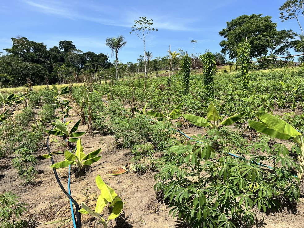 Plantação da comunidade Sikamabiu, na Terra Yanomami — Foto: Caíque Rodrigues/g1 RR