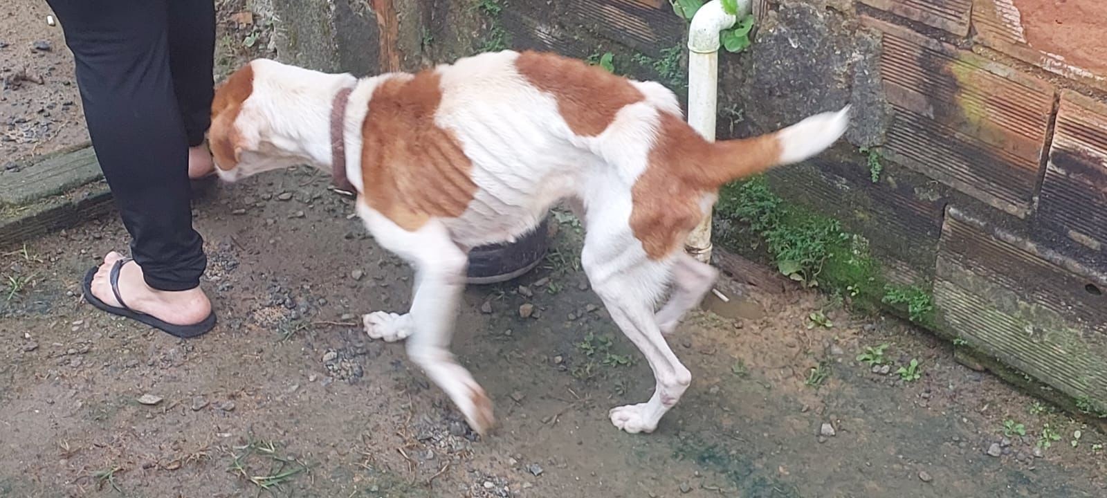 Mulher é presa por maus-tratos a cachorro em Piraí 