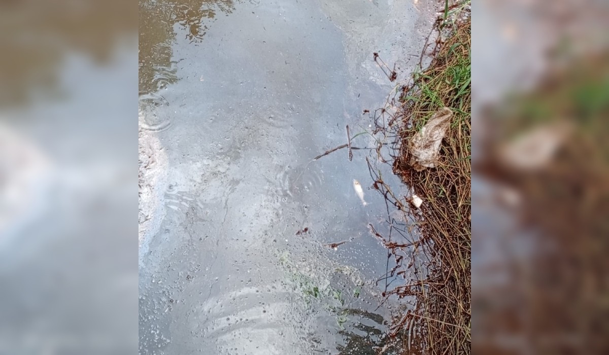 Moradores flagram água escura e peixes mortos em ribeirão de Itaberá