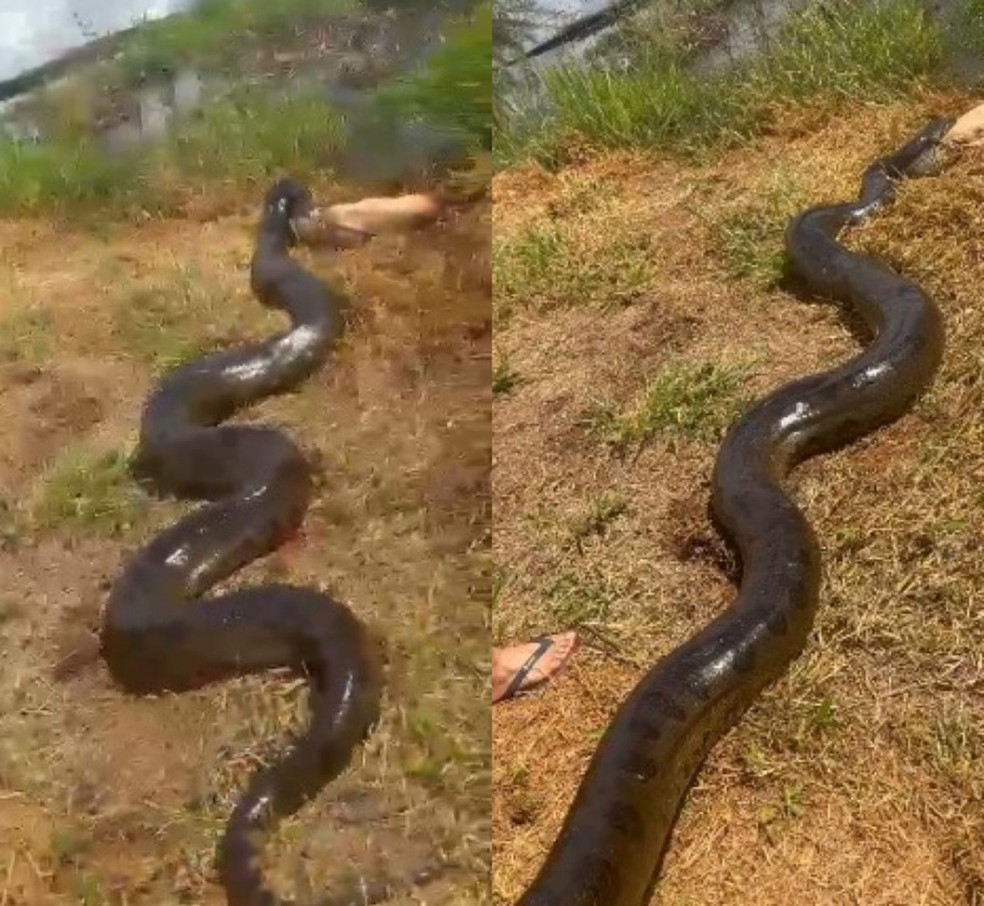Sucuri gigante preda cachorro em fazenda em Fátima do Sul. — Foto: José Gonçalves Luna