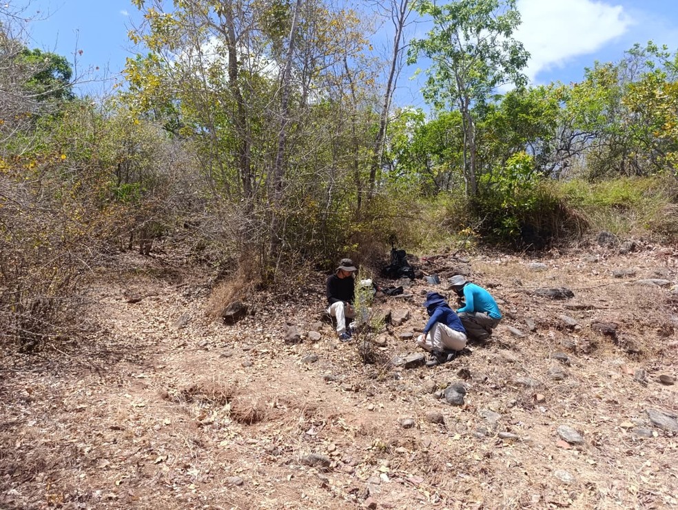 Pesquisa da UFPI aponta achado inédito no centro-norte do estado, em Arraial. — Foto: Divulgação/UFPI