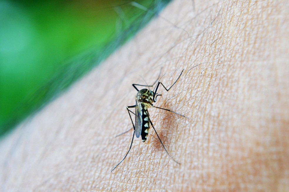 Mosquito Aedes aegypti, transmissor da dengue — Foto: Pixabay/Reprodução