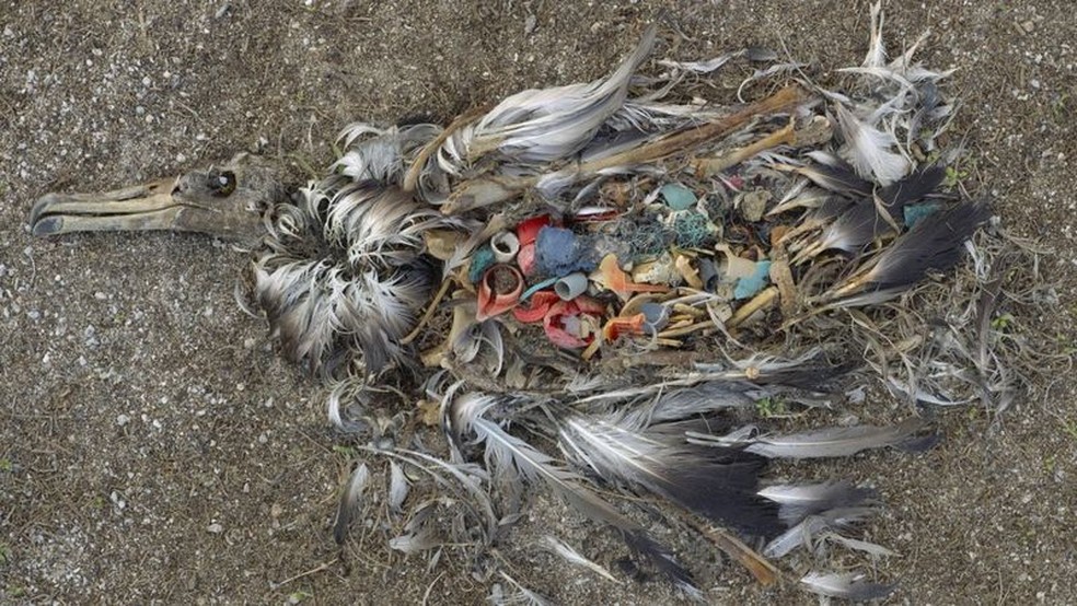 As fotos de filhotes de albatrozes mortos com plástico no estômago, tiradas por Chris Jordan em 2009, viralizaram e mudaram nossa reação à crise do plástico — Foto: CHRIS JORDAN