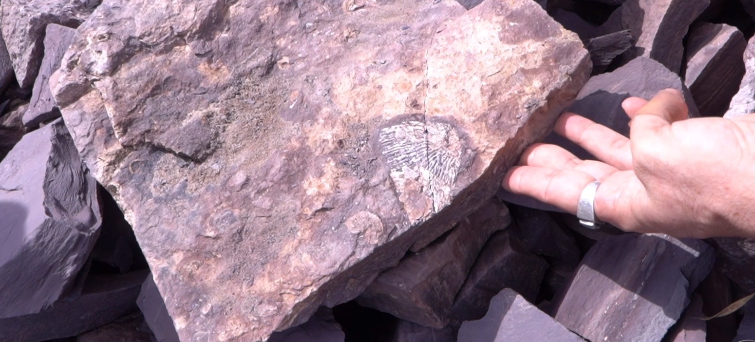 Fósseis da Era Paleozoica são encontrados nas pedreiras de Nazária, no Piauí