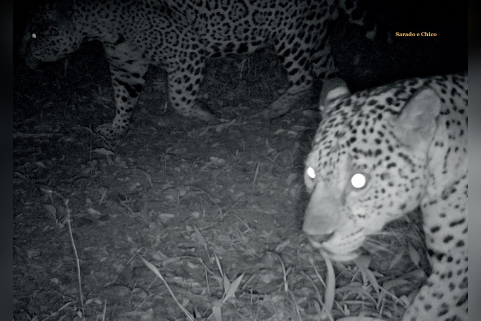 Onças Sarado e Chico foram flagradas por armadilhas fotográficas de programa de monitoramento no Pontal do Paranapanema — Foto: Reprodução/Guia de Identificação Onças-pintadas do Estado de SP