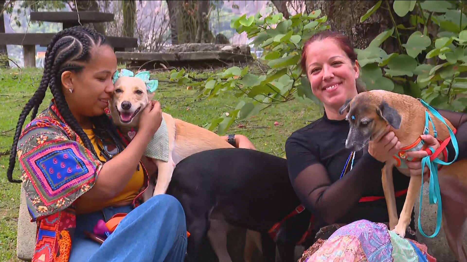 Dia do Vira-Lata: data criada no RJ incentiva adoção de cães sem raça definida