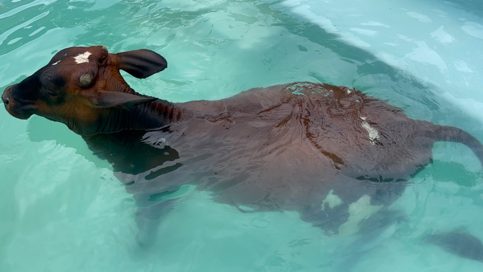 Você viu? Temporal alaga ruas em Juiz de Fora, carreta com cerveja tomba e interdita BR-040, e vaca entra em piscina para se refrescar 