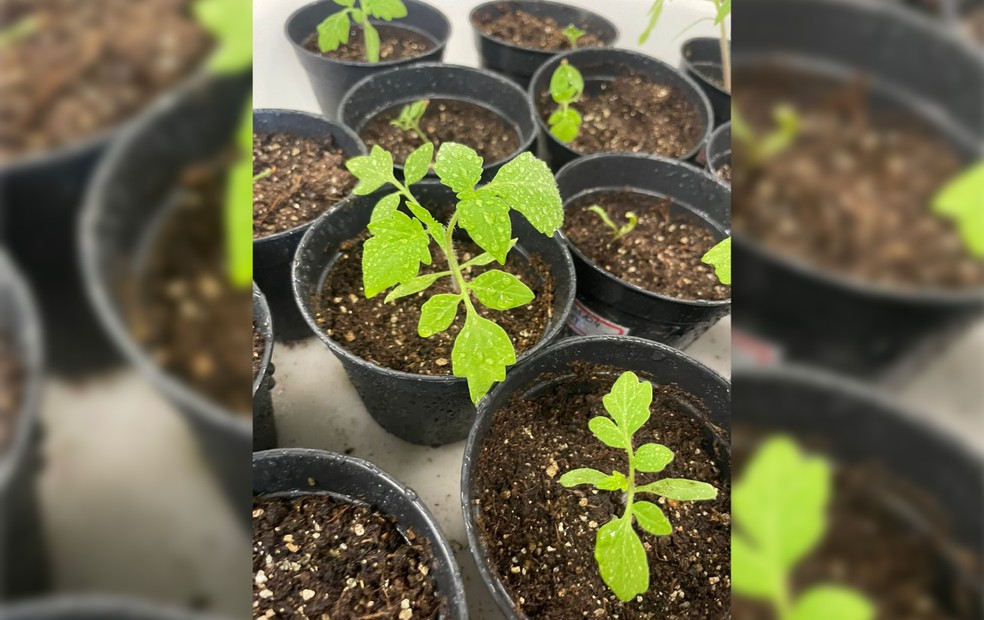 ‘Tomatosfera’: Alunos de Jaú estudam crescimento de tomates com sementes vindas do espaço — Foto: Diretoria de Ensino de Jaú/ Divulgação