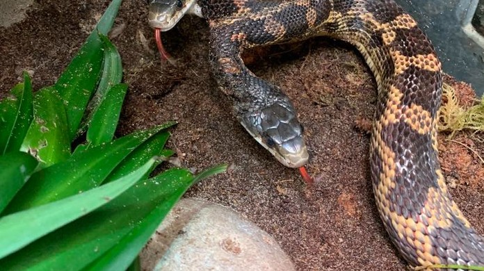 Cobra de duas cabeças volta ser exibida em zoológico no Texas, nos EUA, Mundo