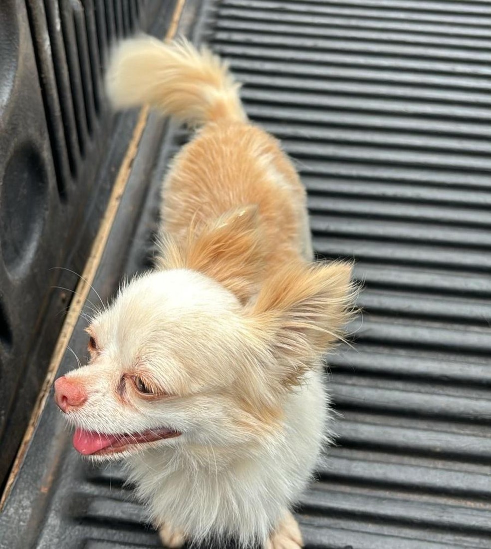 . Os investigadores pediram fotos do animal, mas a mulher não tinha imagens dele ainda filhote. — Foto: Polícia Civil de Mato Grosso