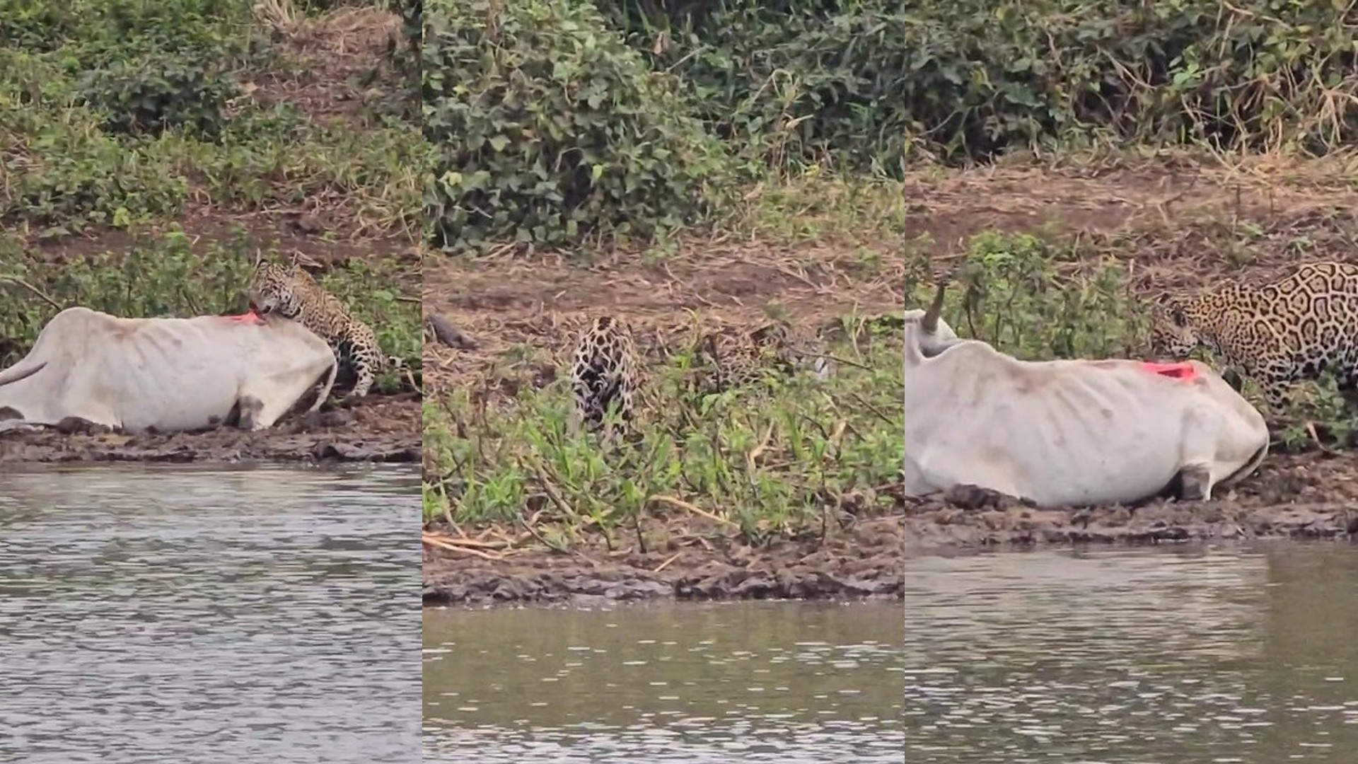Vaca atolada: animal fica preso em lama e é comido ainda vivo por onça que ensinava filhotes a caçar no Pantanal; vídeo