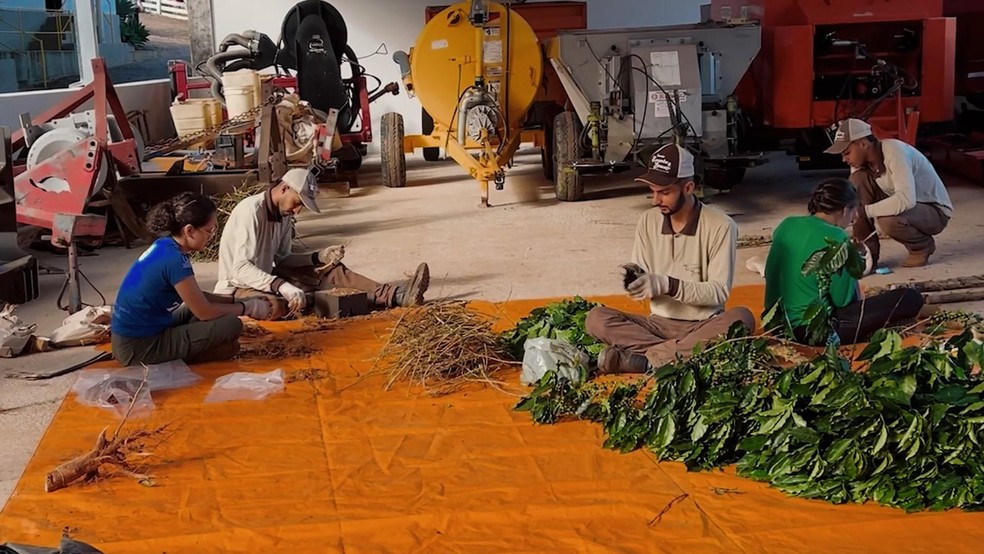 Mensuração de captura de carbono nas Fazendas Caxambu e Aracaçu - Crédito: Gustavo Coetti