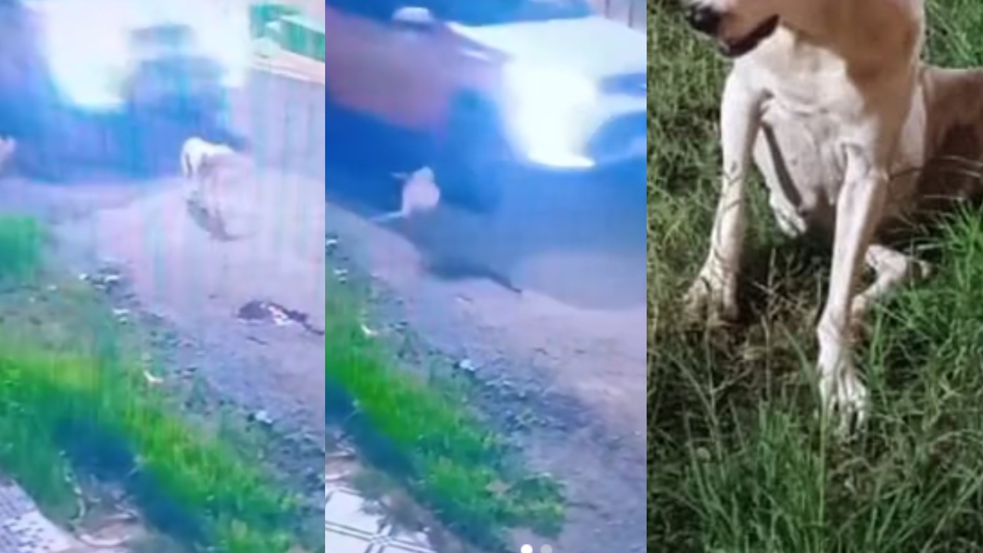 Cadela é atropelada por picape em Tucuruí, no PA; VÍDEO