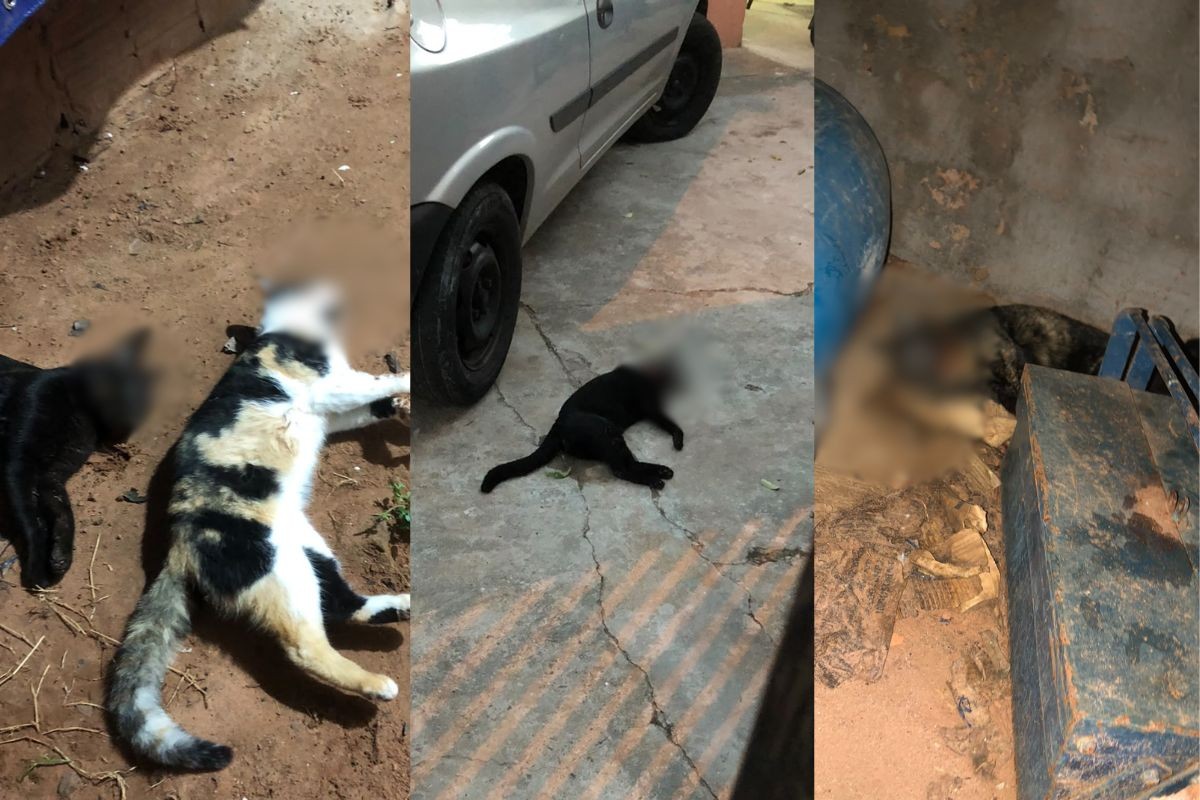 Polícia Civil investiga casos de maus-tratos após animais serem encontrados mortos em Lucélia