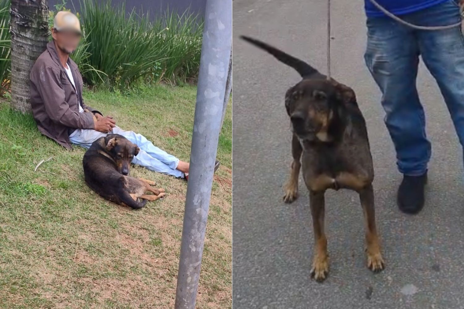 Menino de 6 anos é atacado no rosto por cachorro de morador em situação de rua no litoral de SP 