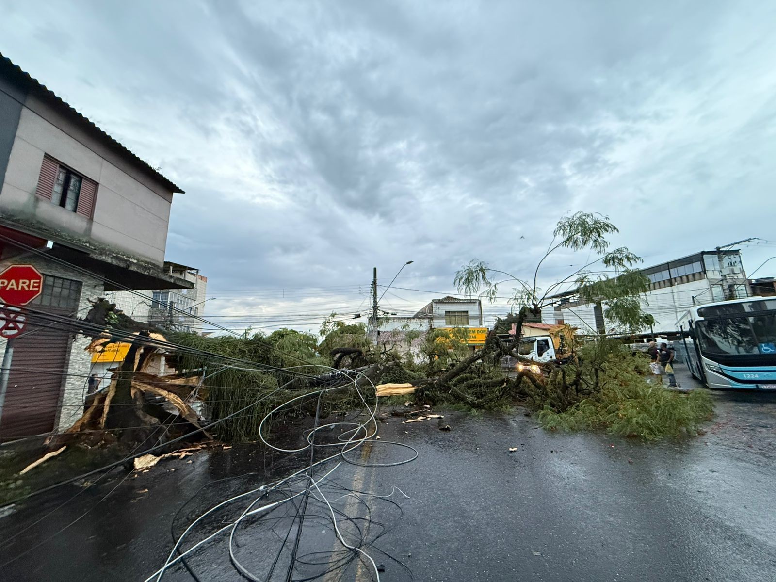 Árvore de grande porte cai, derruba poste e arrasta fiação na região central de São José