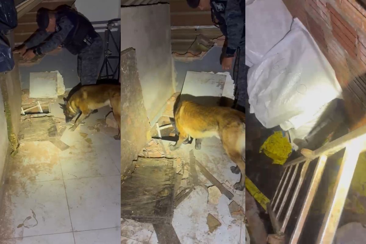 Quem é Zeus, o cão farejador que encontrou bunker com 1,2 tonelada de maconha em Campo Grande
