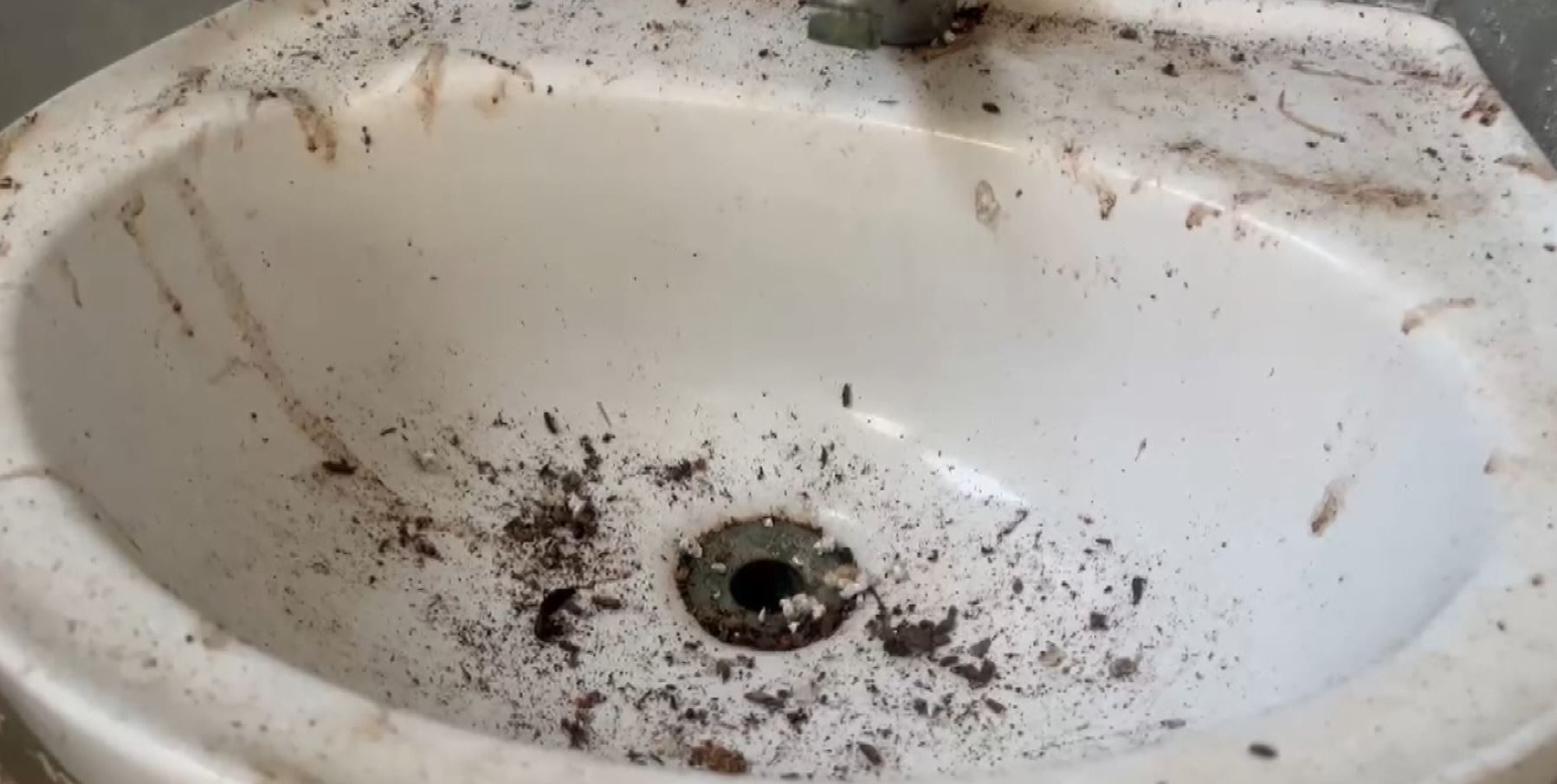 Situação precária em Departamento de Bem Estar Animal de Campinas