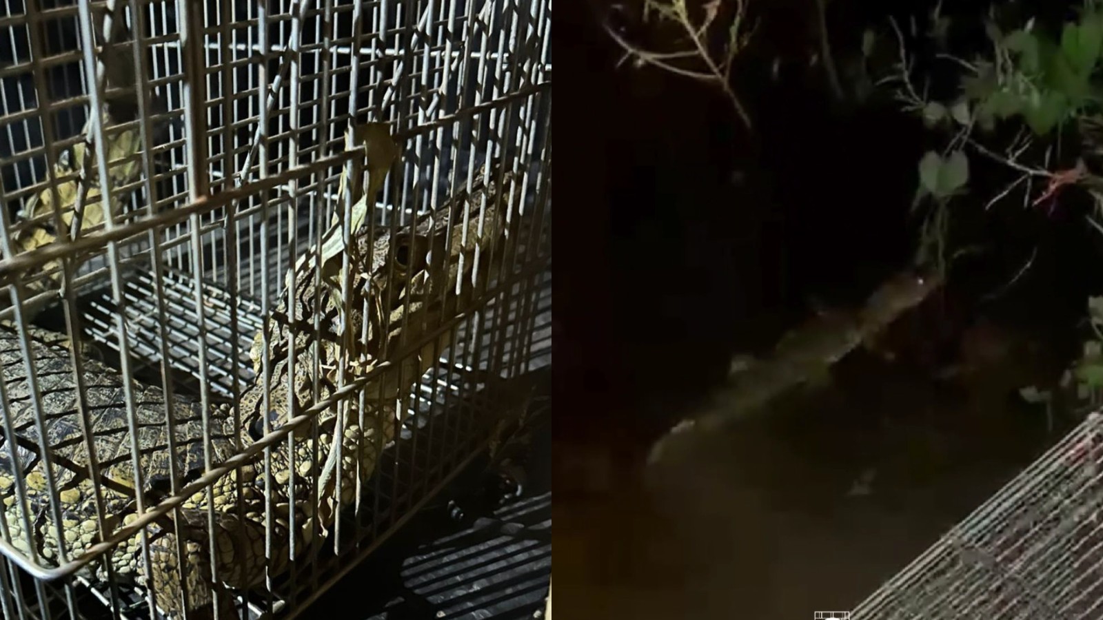 VÍDEO: Jacaré é solto na natureza após ser resgatado próximo a casas no Piauí 