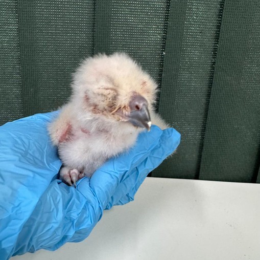 Veja imagens do nascimento no Zoológico de SP de uma das maiores corujas do mundo
