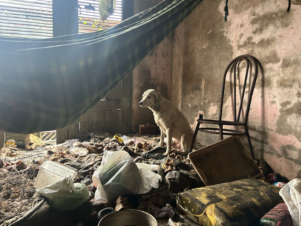 Animais foram resgatados em uma casa no bairro Liberdade em São Luís — Foto: Divulgação/Polícia Civil