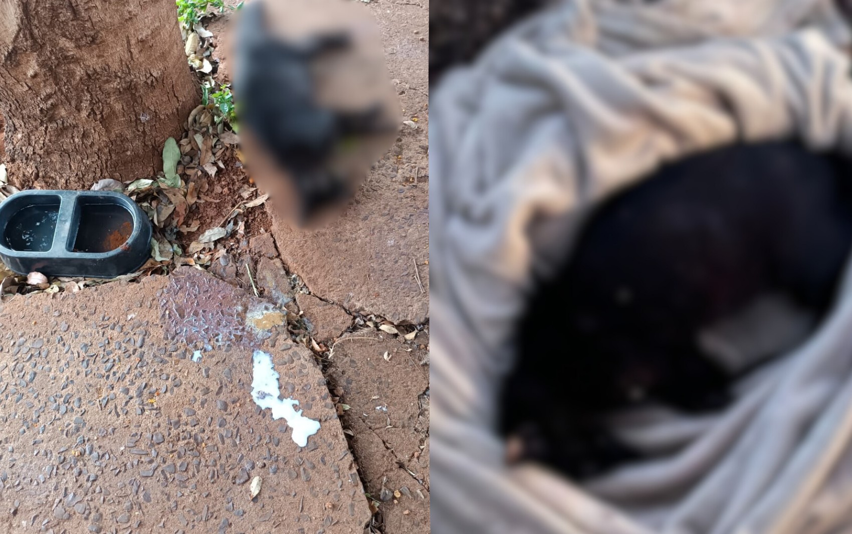 VÍDEO: Gatos são encontrados mortos em Ribeirão Preto, SP; Polícia Civil investiga suspeita de envenenamento