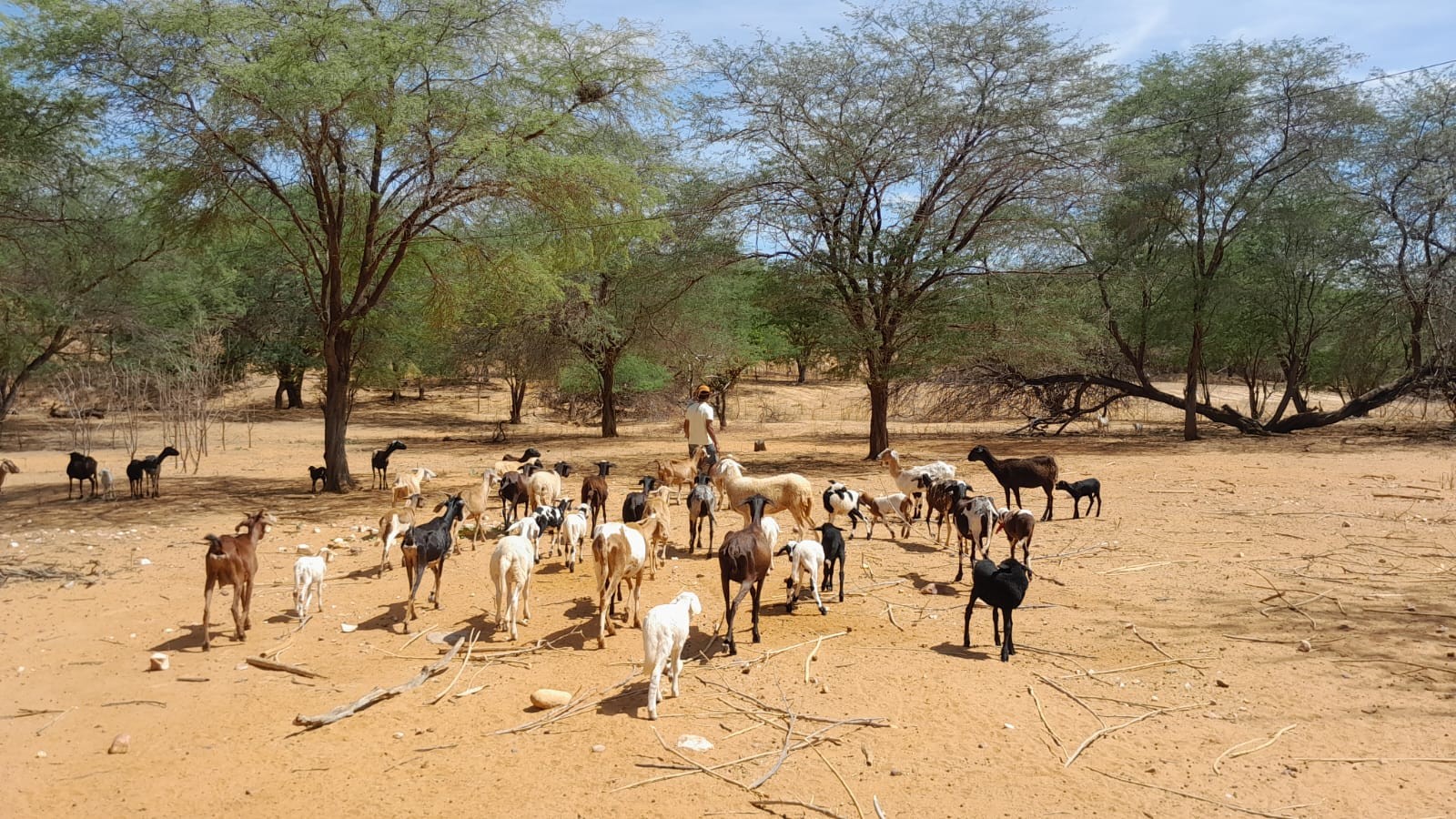 Cidades do Agreste e Sertão de PE registram quase 100 dias de calor extremo em 2024; veja levantamento