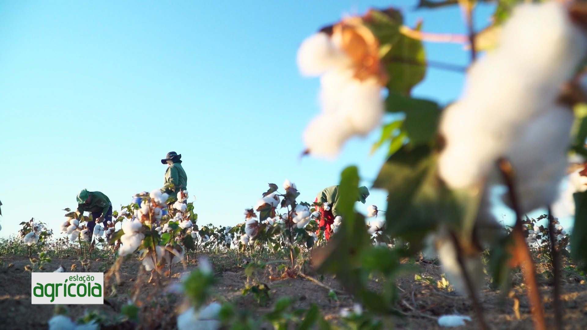 VÍDEOS: Estação Agrícola deste domingo, 30 de novembro 