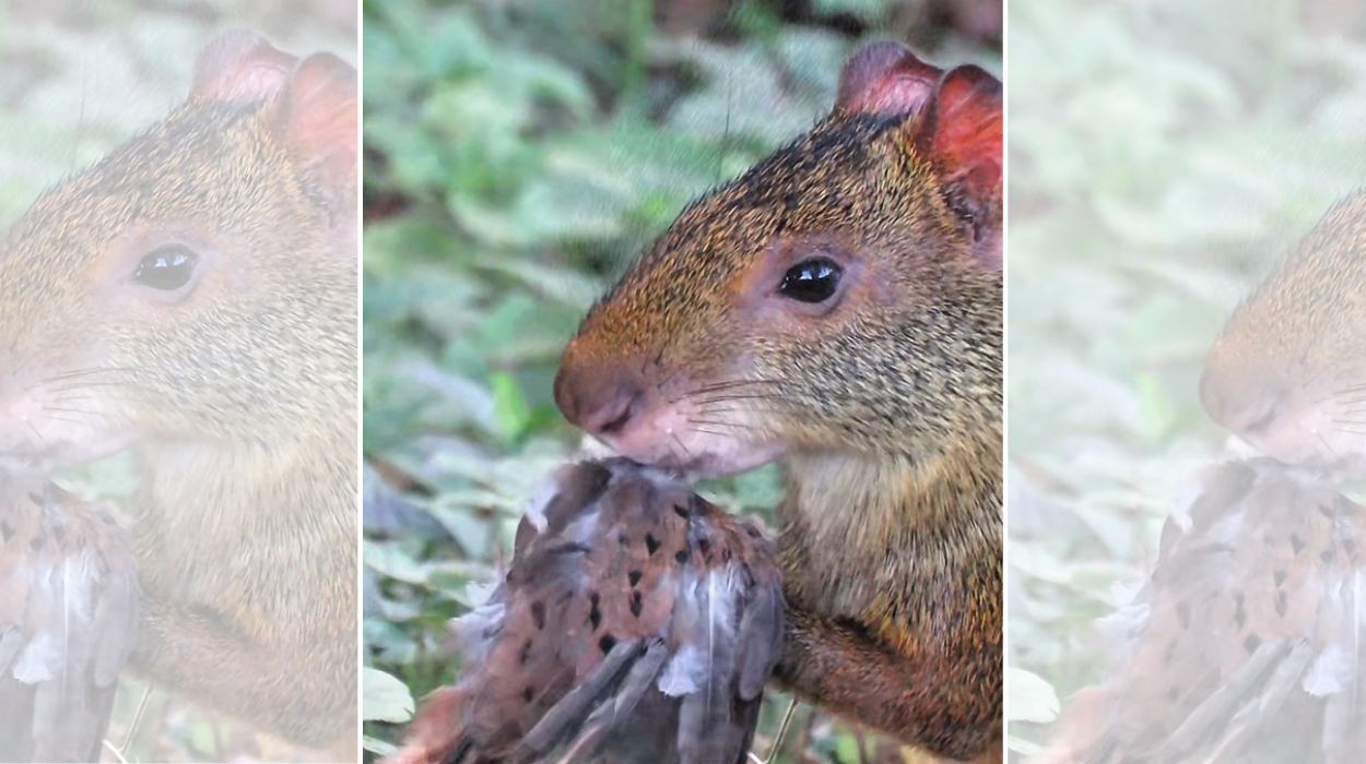 Vídeo mostra cena rara de cutia comendo rolinha-roxa em Cuiabá