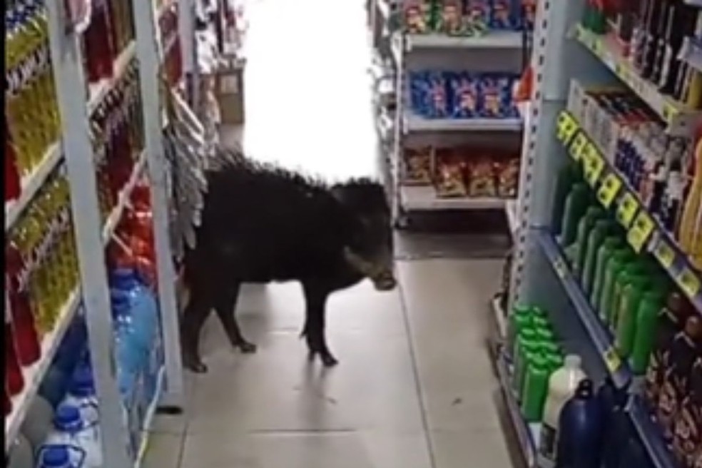 Um queixado - porco do mato - foi flagrado dentro de um supermercado em Jaraguari — Foto: Reprodução