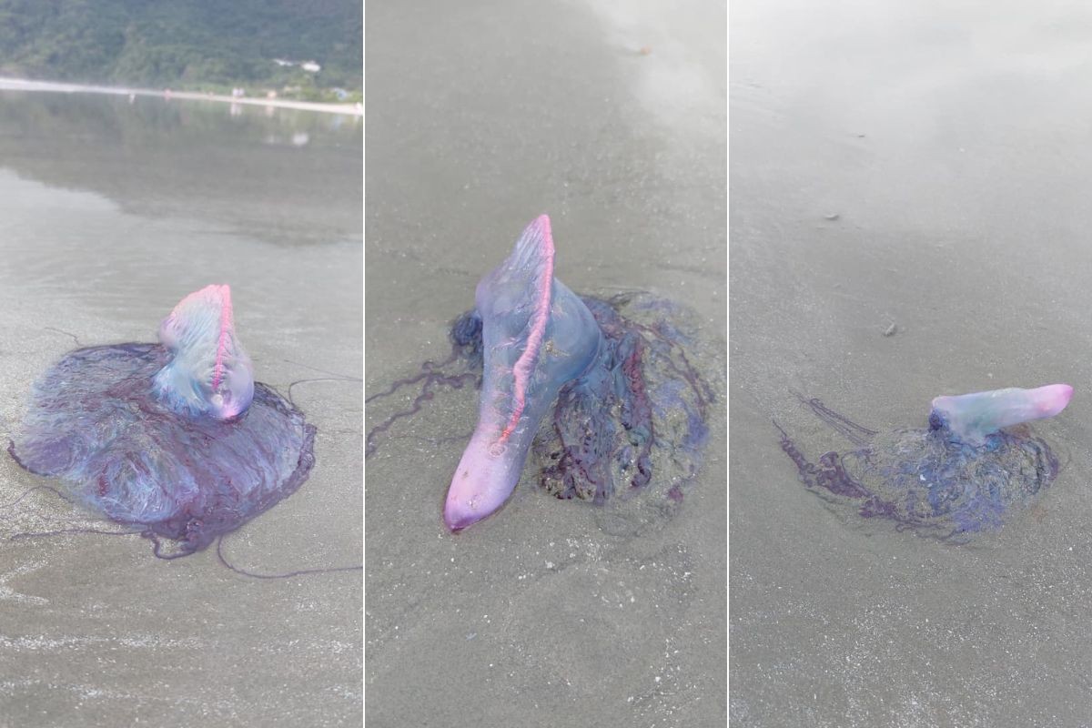 Caravelas-portuguesas 'invadem' praia do litoral de SP e biólogo alerta: ‘fascinante e perigoso’ 