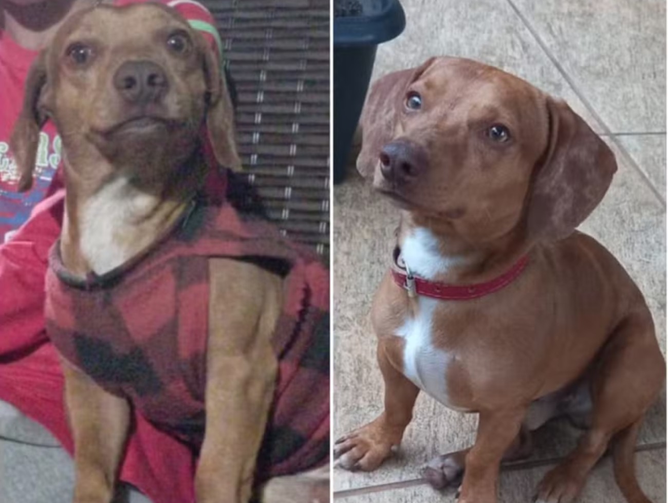 Cachorro degolado choca em Nova Europa