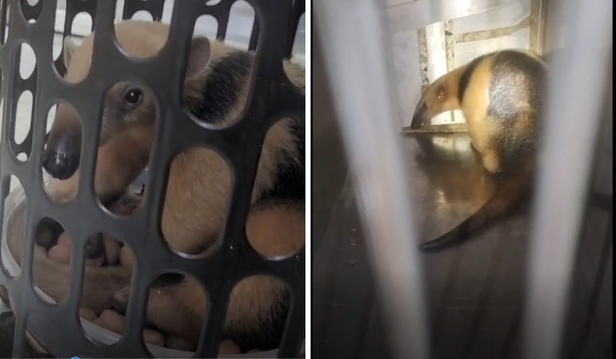 Tamanduá-mirim é capturado após ser contido com cesto de roupas em Sumaré