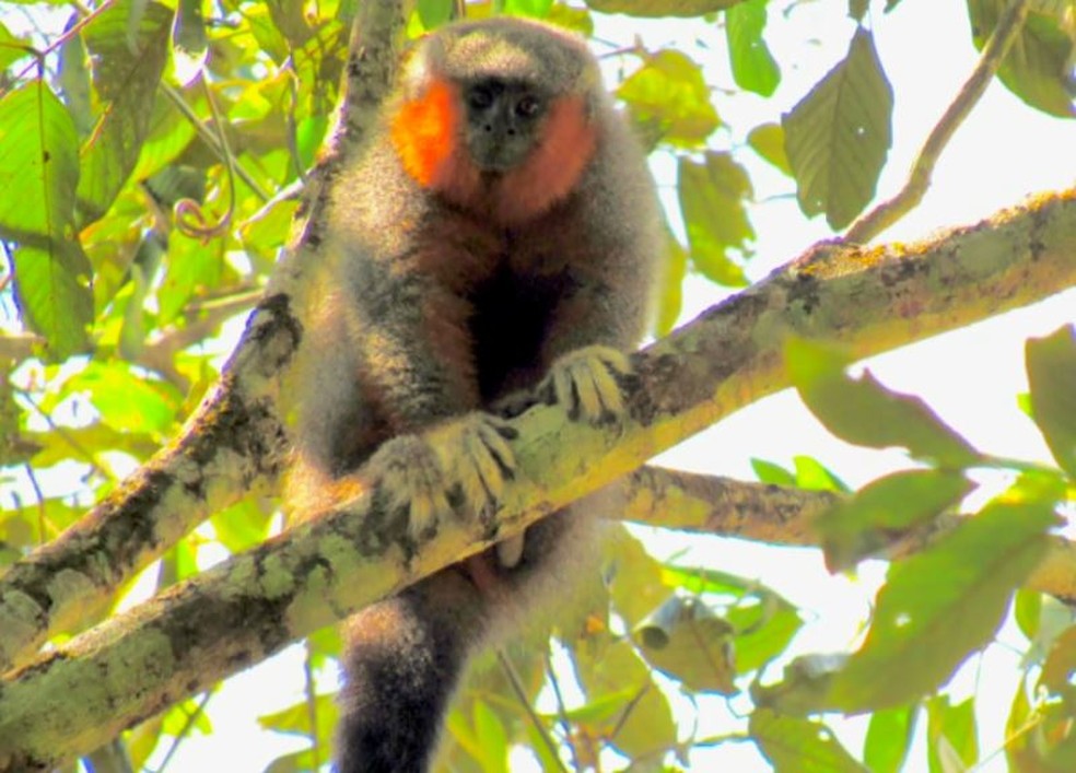 Natureza - Nova espécie de macaco 'loiro' é descoberta na África