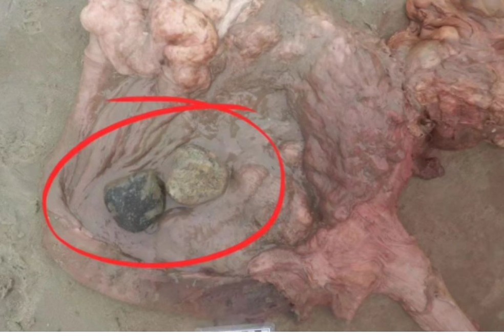 Foram encontrados dias rochas no estômago de um dos leões-marinhos — Foto: IPeC