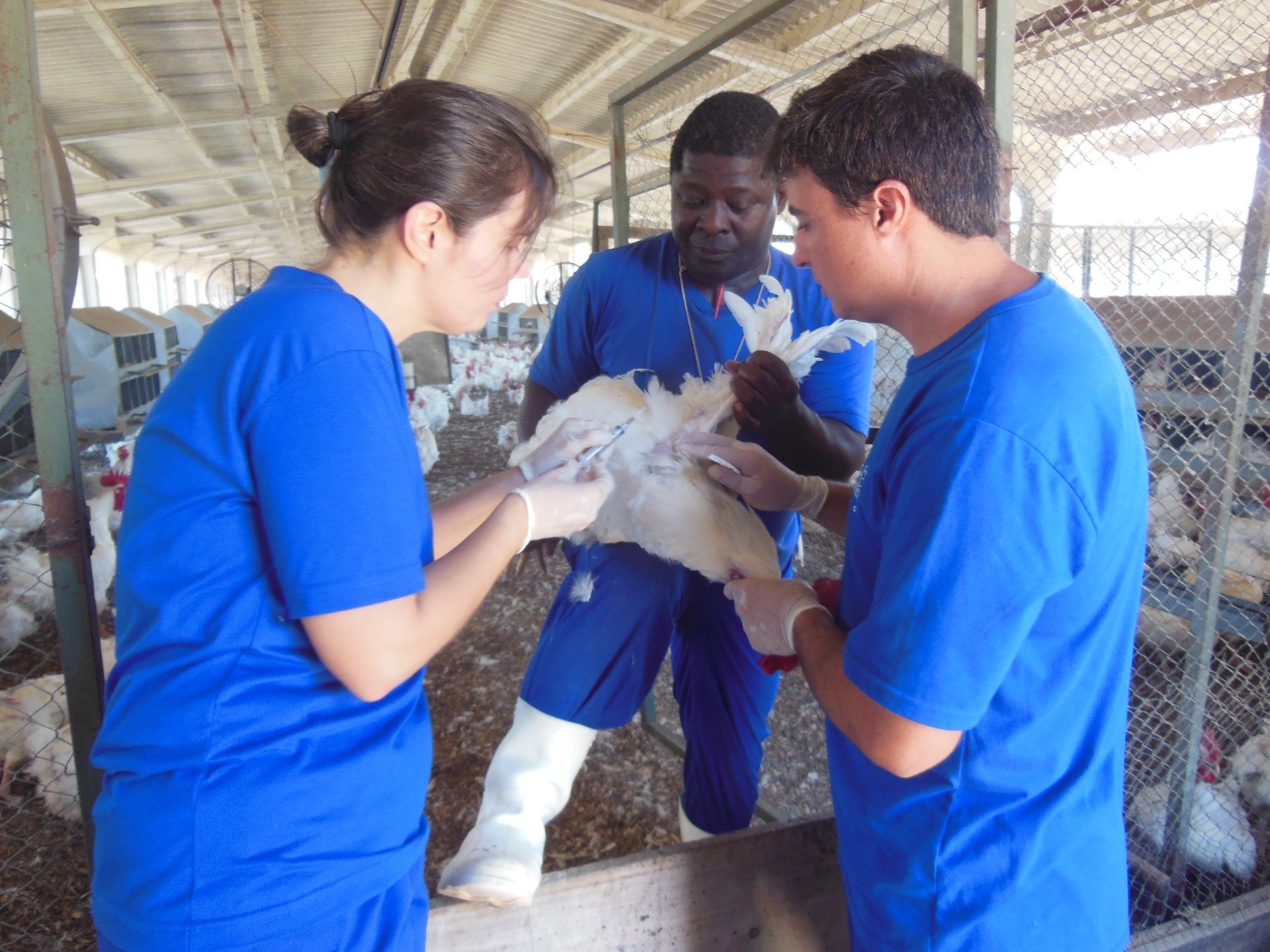 Teresópolis recebe treinamento em emergência sanitária avícola promovido pela Secretaria de Agricultura do RJ