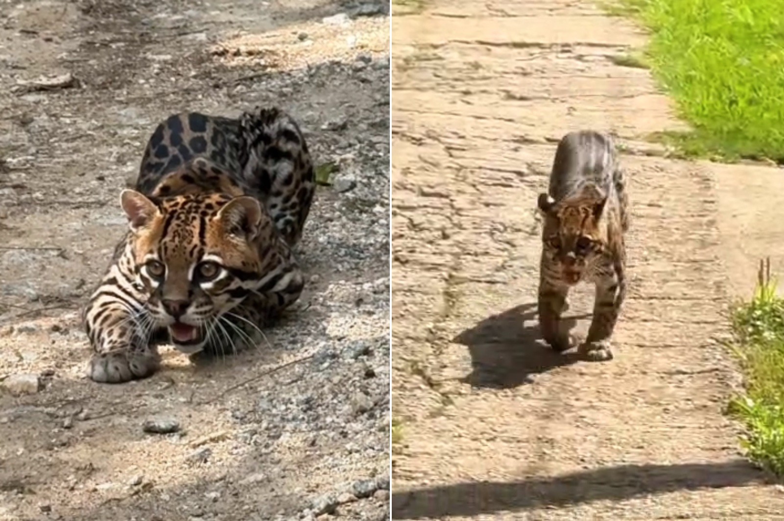 Jaguatirica é registrada por guarda-parques em unidade de conservação em Petrópolis