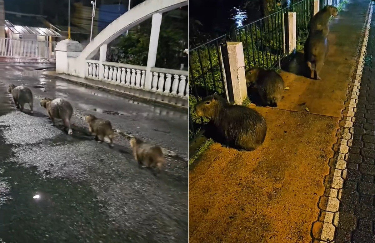 'Deu trabalho, viu?': amigos ajudam capivaras a atravessar avenida e voltar para o rio em Nova Friburgo, RJ