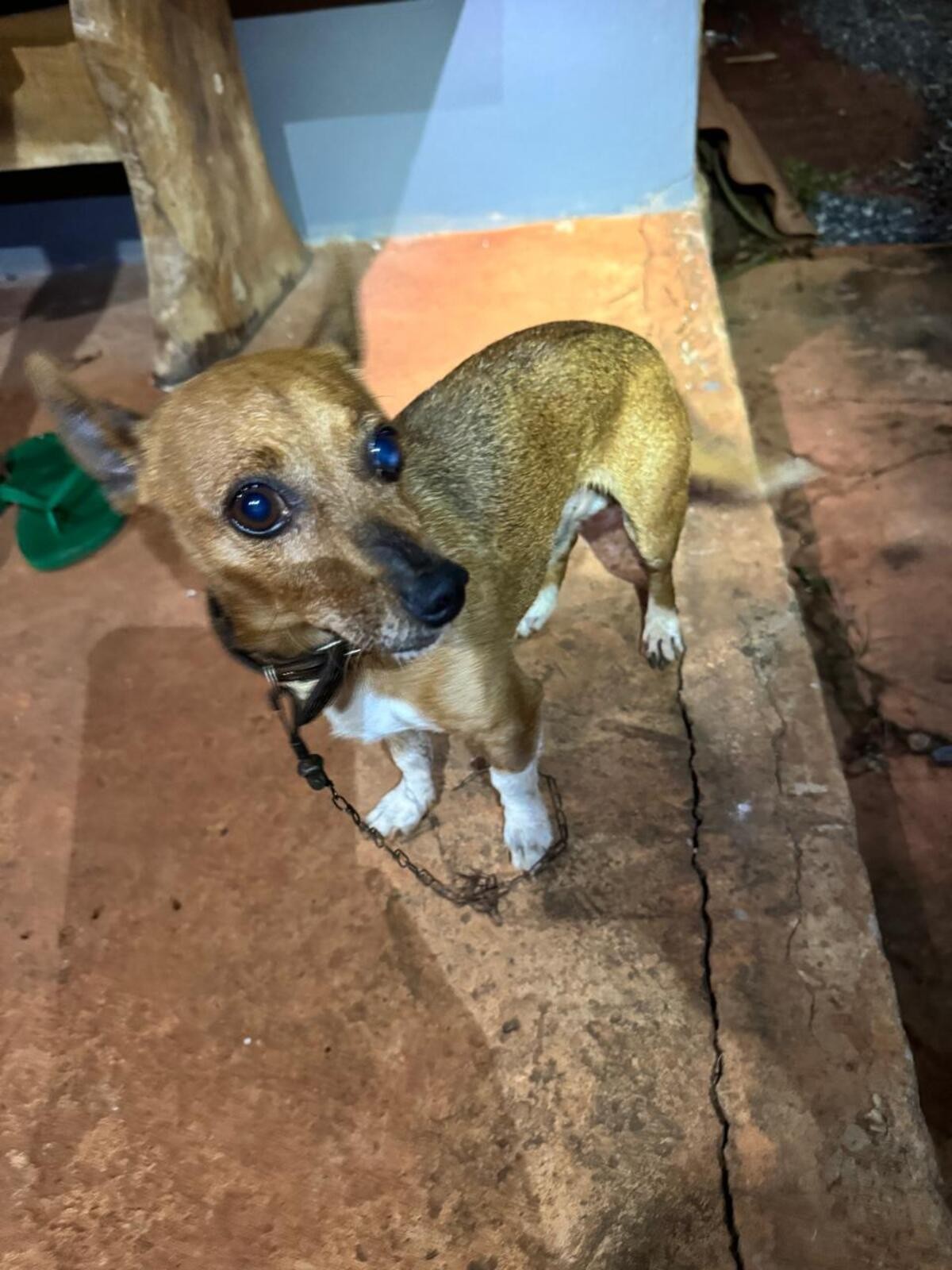 Mudança no comportamento de cachorro ajuda a salvar idosa que caiu em cisterna de 13 metros em MG