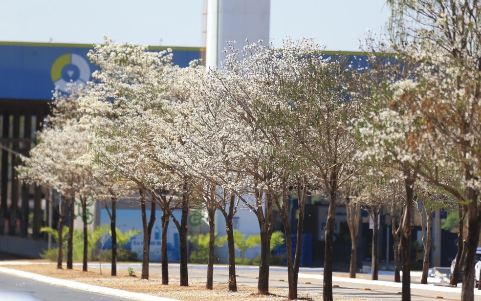 Ipês brancos floridos em avenida de Goiânia, em Goiás — Foto: Wesley Costa