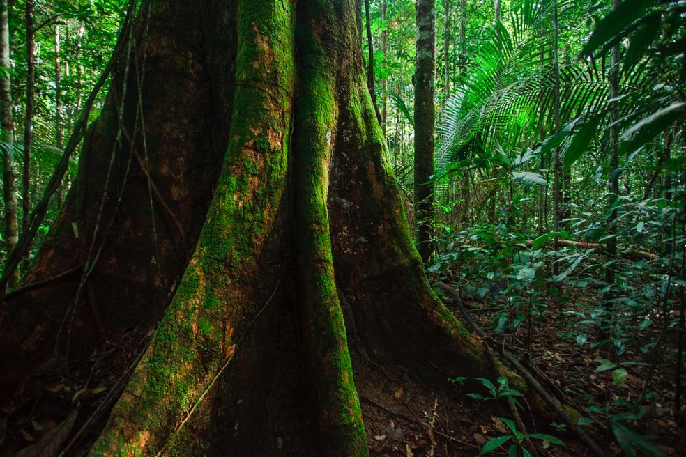 Experimento AmazonFACE é realizado a cerca de 80 km de Manaus, em meio à floresta Amazônica — Foto: João M. Rosa/AmazonFACE