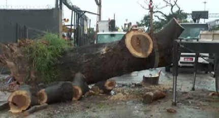 Quedas de árvores, postes caídos e alagamentos: após temporal, BH contabiliza prejuízos e segue em alerta de risco geológico