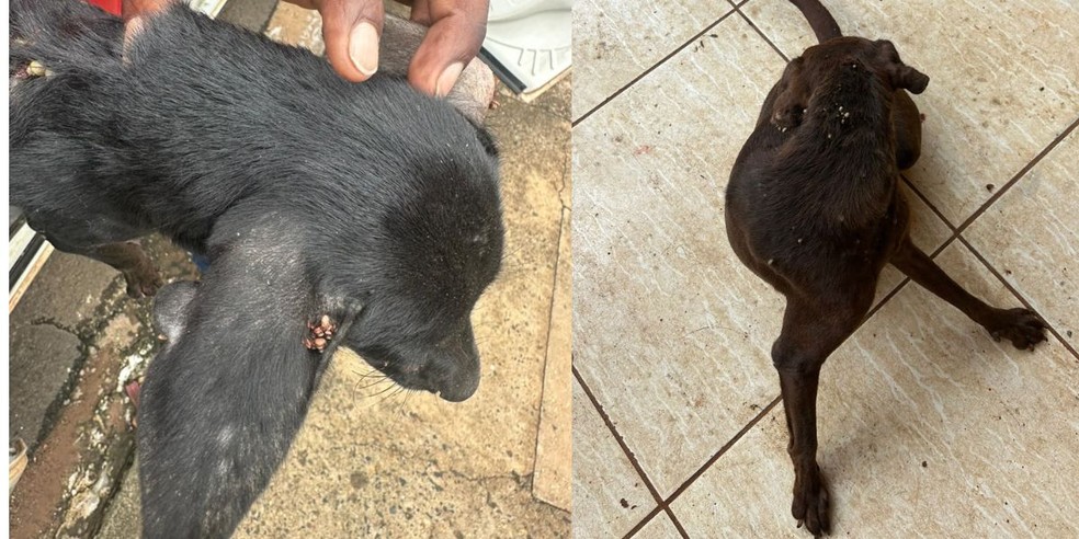 Tutora passou "Butox" para tentar conter infestação nos animais — Foto: Polícia Civil