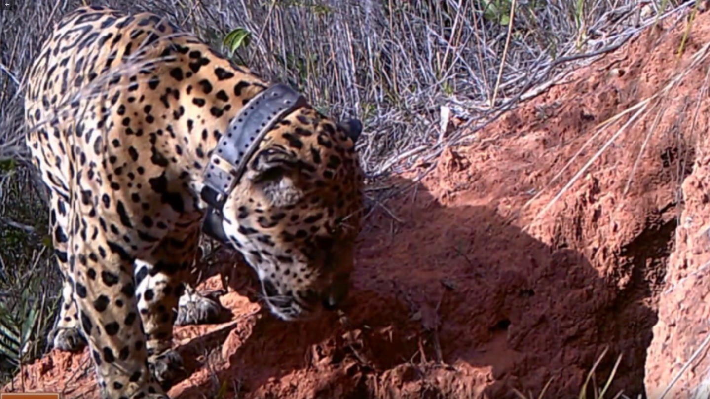 VÍDEO: onça-pintada é registrada utilizando toca de tatu-canastra como refúgio térmico